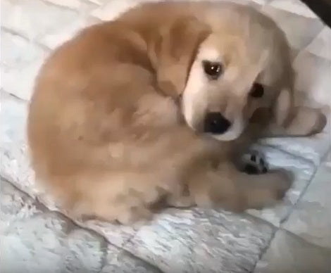 This Adorably Fluffy Pup Has Found His New Favorite Toy - His Tail!