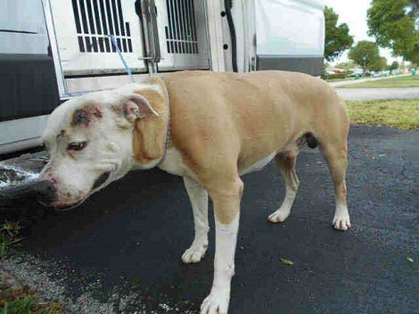Man Drives 200 Miles Across Florida To Save Shelter Pup From Being Euthanized
