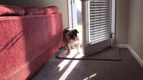 This Pup Was Tired Of Waiting For His Dad... So He Took Matters Into His Own Paws!