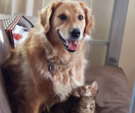 Adorable Pup Can't Contain Himself After Welcoming His New Kitten Sister!
