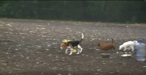 Poor Pup Couldn't Sneeze Then Dad Found A 5-Inch Stick In His Nose