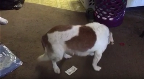 18 Year Old Beagle Pup Cannot Resist After Seeing The Last Piece Of Kibble!