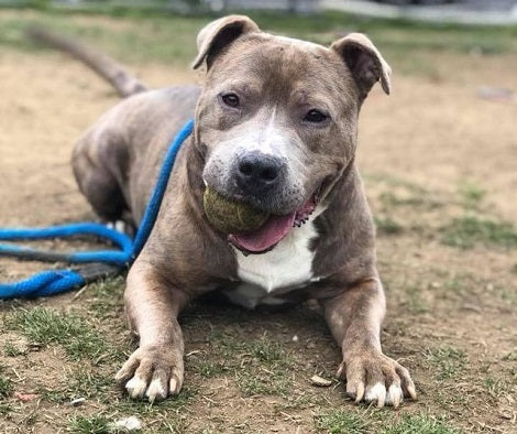 Adorable Pup Wouldn't Stop Kissing And Wagging His Tail After Being Rescued!
