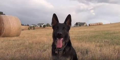 Adorable Pup Spots Hay Bales, How She Reacts Will Have You Giggle For Sure!