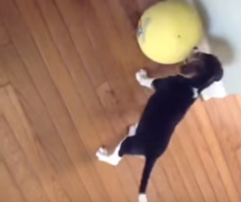This Pup Thinks That The Big Ball Is Eatable So He's Trying To Eat It!