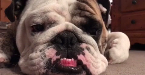 Struggling To Stay Awake Is No Joke - Just Ask This Adorable Little Pup!