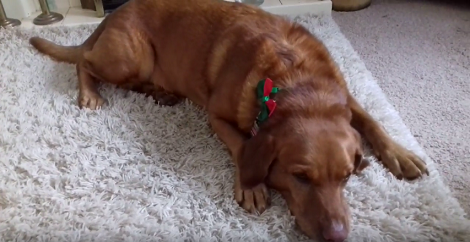 This Adorable Pup Is So Tired She Doesn't Want To Move A Muscle! I Can Relate!