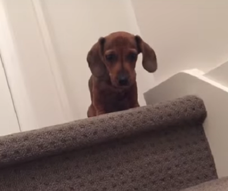 This Adorable Pup Is About To Conquer His Fear Of Stairs!
