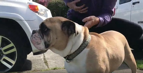 How This Pup Reacted When He Saw Mommy After 6 Months Will Warm Your Heart!
