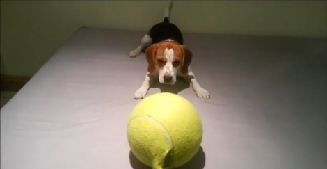 This Adorable Pup Is So Happy To Be Able To Play With His Huge Tennis Ball!