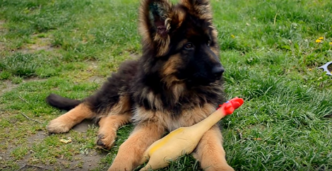 Check Out This Pup Strutting His Style With His Favorite Toy - A Rubber Chicken!