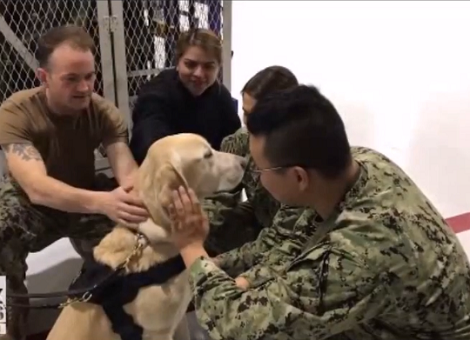 Therapy Pup Helps Military Service Members Destress And Reduce Suicide Rates