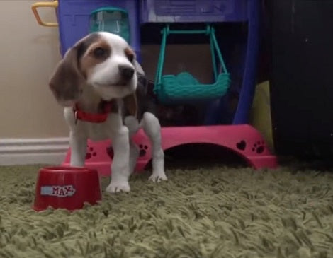 This Adorable Pup's First Month With Her Family Will Bring Back Memories!