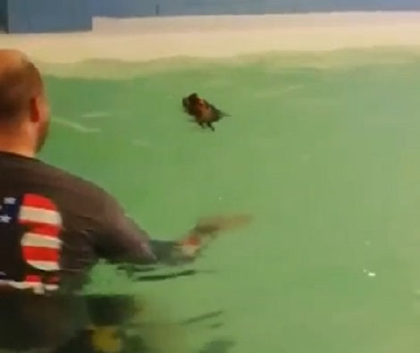 Watch How Much Fun This Adorable Pup's Having In The Swimming Pool!
