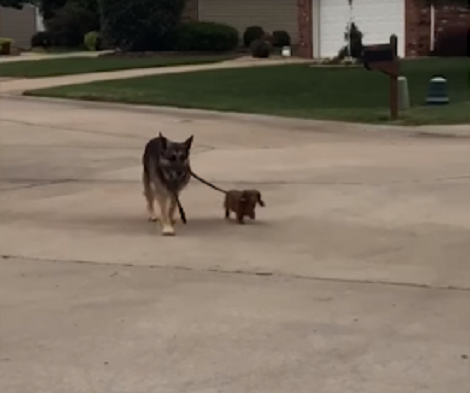These Two Pups Have Just Defined Relationship Goals And I'm Speechless!
