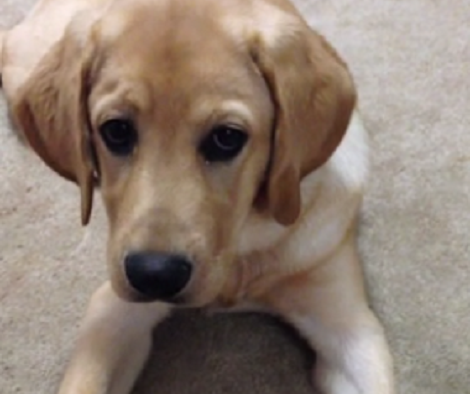 This Adorable Pup Is Being Tested Right Now... Can He Control Himself? Wow!