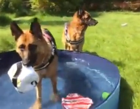 What Happens When A Pack Of Pups Get Together? This Looks Like So Much Fun!