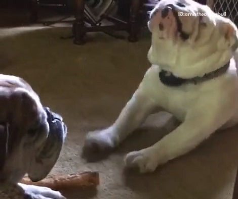 Watch How This Adorable Pup Paws At His Siblings On Camera!