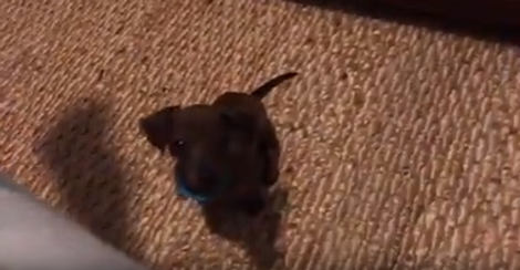 This Adorable Pup Is Adamant - Wants To Climb On The Sofa Come What May!