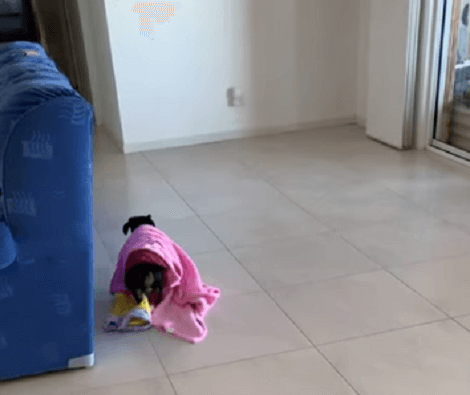 This Adorable Pup Has A Problem - She Doesn't Want To Leave Her Bed, But Wants To Wander Around!