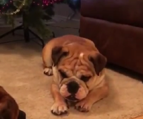 This Adorable Pup Is Not Very Good At Sharing. Now He Wants His Brother's Ball!