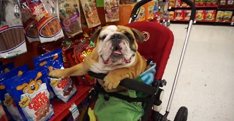 This Cute Little Pup Has Gone Shopping In The Pet Store!
