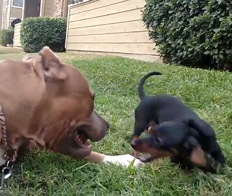 There's Nothing Better Than Seeing Two Siblings Having The Time Of Their Lives!