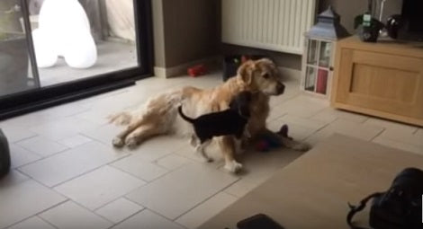 They Left Their Beagle Pup With Their Golden Retriever. What Happened Next? Aww!