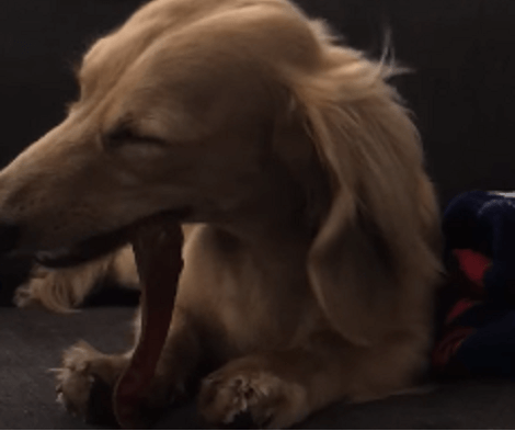 Watch How Excited This Pup is While Eating A New Treat! Check This Out!