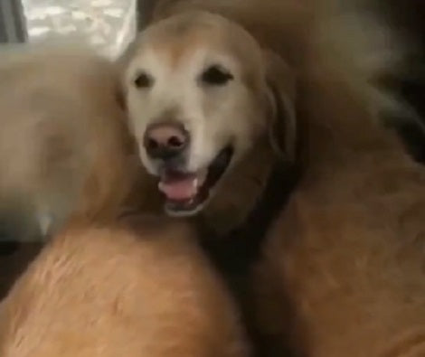 This Is Definitely The Most Adorable Video You'll Watch This Week!