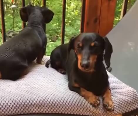 These Adorable Pups Have An Exciting Update For The Entire World!