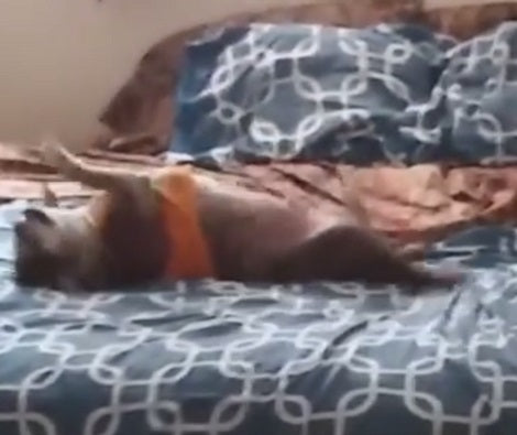 Have You Seen A Pup Destroying A Bed Just For Fun? Check This Out!