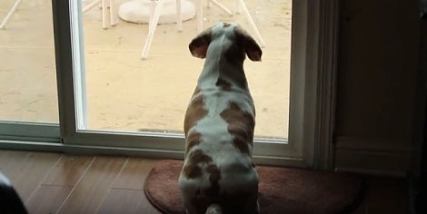 This Adorable Beagle Pup Spots A Squirrel Then He Starts The Epic Chase!