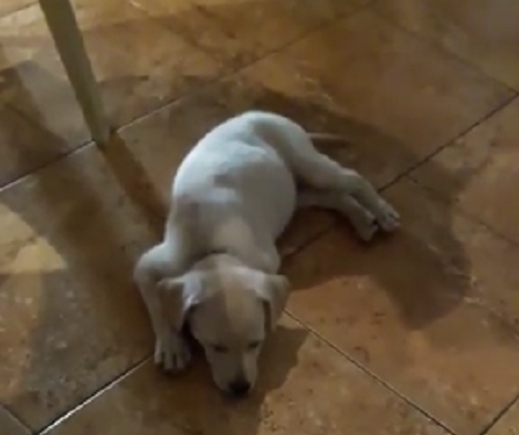 This Adorable Pup Is So Sleepy Absolutely Nothing Can Part Him From Sleeping!