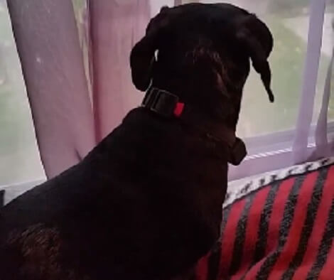 This Adorable Pup Is About To Be Reunited With His Daddy! Take A Look!
