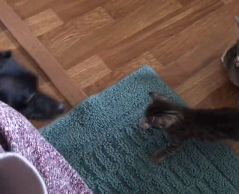 Watch How This Adorable Pup Tries To Befriend A Tiny Kitten While Mama Watches!