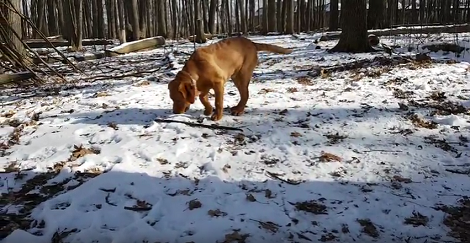 Adorable Pup Enjoys The Time Of His Life Crunching On His New Stick!