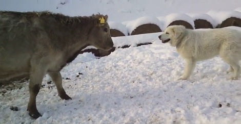Adorable Pup Meets Cows For The First Time And The Reaction Is Priceless!