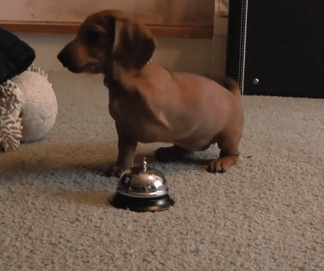 10 Week Old Adorable Puppy Is Learning To Ring A Service Bell!