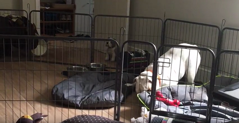 This Adorable Pup Goes Absolutely Crazy During His Playtime Today!