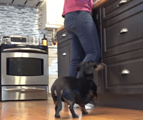 This Adorable Pup's Favorite Time Of The Day Is Dinnertime! See What He Does!