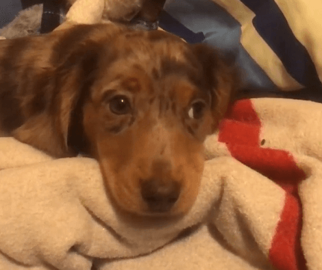 This Adorable Pup Is About To Experience A Whole Lot Of Love In Her Life!