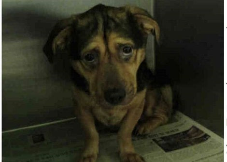 Loving Couple Drive 6 Hours To Bring Home The Saddest Pup From The Shelter