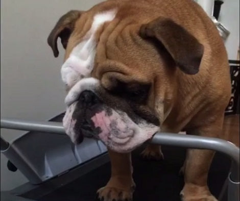 This Adorable Pup Has Found A Smart Way To Stay Fit And It's Awesome!