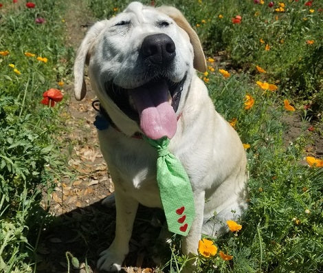 Pup Abandoned Because He Wasn't 'Perfect' Finds A Loving Mom Who Loves Him Dearly!