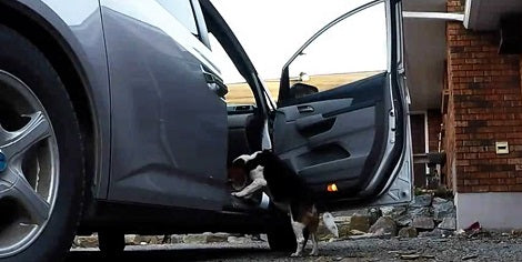 Watch How This Adorable Rescue Pup Steals Coffee From Family Van!