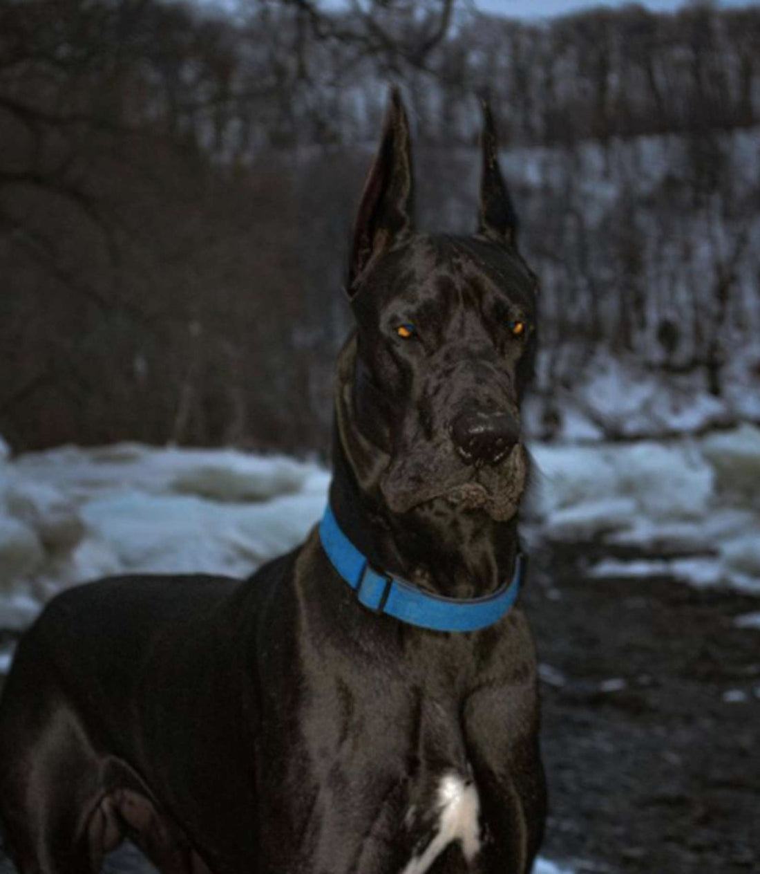 A Lovable Great Dane Who is a Batman Look-alike!