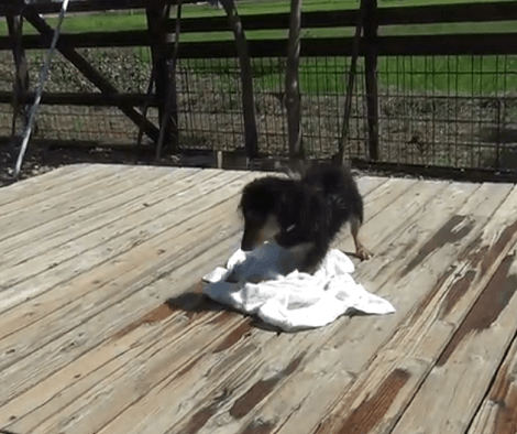 Adorable Pup Takes A Bath Then Knows Exactly What To Do!