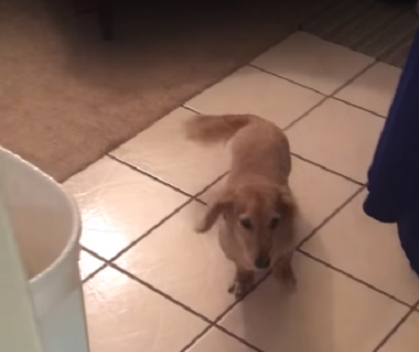 When You See Why This Dachshund Pup Is Wagging His Tail A Mile A Minute? LOL