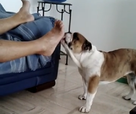 This Is How You Know Your Pups Are Missing Their Ice Creams! Check This Out!